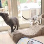 子タヌキを育てる母ネコ