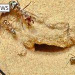 世界最速のアリ、1秒間で体長の約108倍の距離を走る!