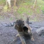 But for the Grace of Glass: Little Boy Has a Close Call With a Tiger in Dublin Zoo