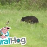 スカンクが得意のスプレイ攻撃でクマを撃退する瞬間!!