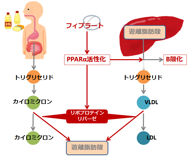 中性脂肪を下げる選択的pparaモジュレーター Spparma ペマフィブラート パルモディア