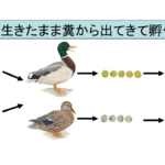 魚卵は鳥に食べられても生きたまま糞から出てくると判明! 孤立した湖や池に魚が住む理由