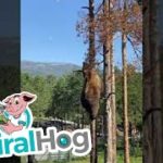 クマは木のぼりが上手