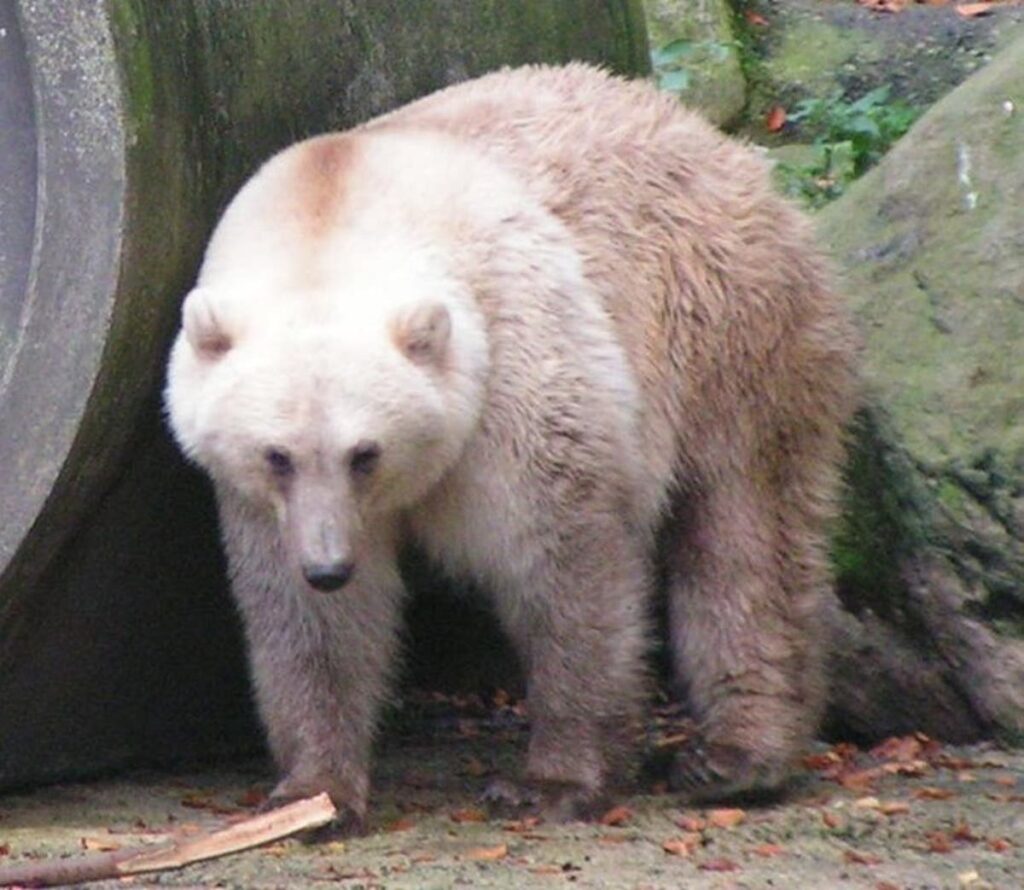 地球温暖化でホッキョクグマ(Polar bear)とハイイログマ(Grizzly)が交雑した「ピズリー(Pizzly)」が増えている